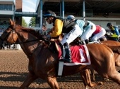 Breeders' Cup Dirt Mile 2018 Odds