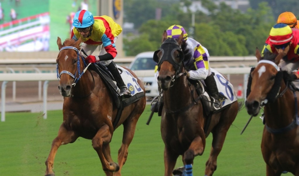 Cotillion Stakes Picks And Odds