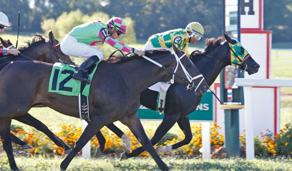 Kentucky Turf Cup Picks